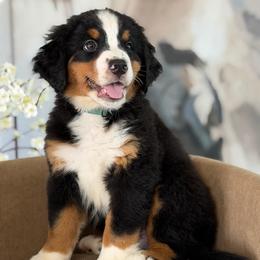 Wade - Tri-color male Bernese Mountain Dog puppy in Yuciapa, California from AlltheDoodlez_
