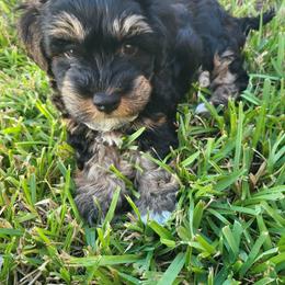 Gene Kelly - Black and tan male Havanese puppy in Conroe, Texas from Puppies For A Purpose
