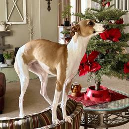 Italian Greyhound puppies from Shanda's Italian Greyhounds