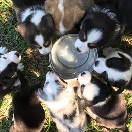 Cardigan Welsh Corgi Puppies from Luxe Cardigan Welsh Corgis