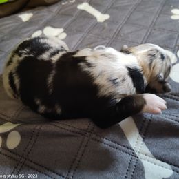 Luna - Blue merle Miniature Australian Shepherd puppy in Charlotte, North Carolina from Dave's Mini Aussies