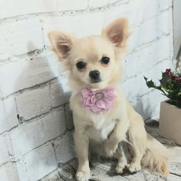Lacy - Chihuahua