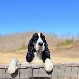 Maeve - English Springer Spaniel