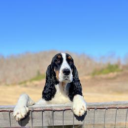 Maeve - English Springer Spaniel
