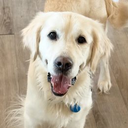 Katie Lady - Golden Retriever