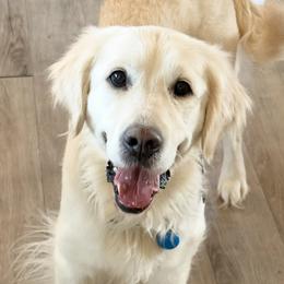 Katie Lady - Golden Retriever
