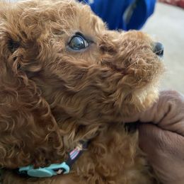 Poodle Puppies from poodles and doodles llc