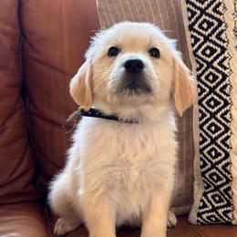 Black (3700) - Light golden male Golden Retriever puppy in Pahrump, Nevada from Southern Nevada Goldens
