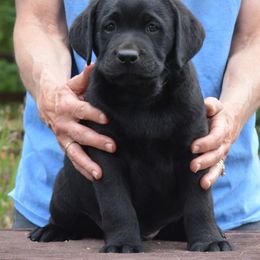 Labrador Retriever Puppies from SciFi Labradors