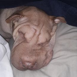 Chinese Shar-Pei from Coast2Coast Sharpei