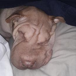 Chinese Shar-Pei from Coast2Coast Sharpei