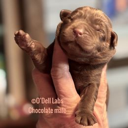 Boy 2 - Chocolate male Labrador Retriever puppy in Sullivan, Missouri from O’Dell Labs