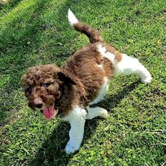 Bunny - female Newfypoo puppy in Mckenzie, Tennessee from Small Town Doodles & Poodles