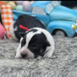 Red - Black tri male Miniature Australian Shepherd puppy in Missouri from Country Legends Aussies & Corgis