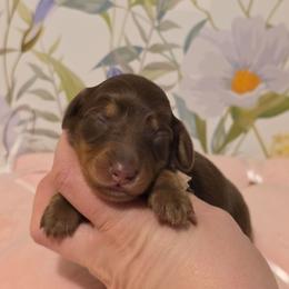 Girl 2 - Chocolate and tan female Dachshund puppy in Romney, Indiana from Brown's Valley Dachshunds