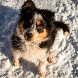 Border Collie, Golden Retriever, and Sporty Mix Puppies from Turbo Border Collies & Coltrievers