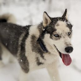 Siberian Huskies from AKC-ley Huskies