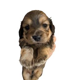 Smallest Boy 3 - Cream male Dachshund puppy in Medina, Ohio from STORIED DOXIES