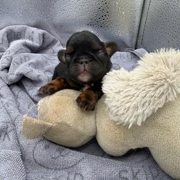 Tigerlilly - Black and tan female English Toy Spaniel puppy in Pennsylvania from Enchanting Charlies