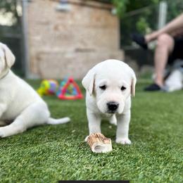 Green Collar - Yellow male Labrador Retriever puppy in Nampa, Idaho from Gem State English Labrador Retrievers