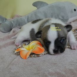 Junior - Sable spotted white male Chihuahua puppy in Bois D Arc, Missouri from Carsten's Chihuahuas