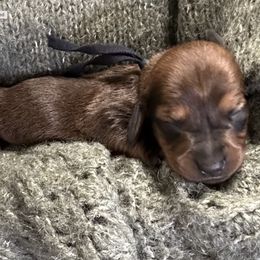 "Rollo” - Dachshund puppy from DeLorenzo Dachshunds