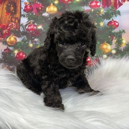 Fudge - Brindle male Poodle puppy in Wheatland, California from Sapphire Ridge Poodles