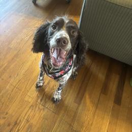 English Springer Spaniel All Grown Up from Country Estates Spaniels