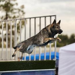 Fury Antares Slovakia - Arrax ATT BCAT FITB DJ OB1 OB2 - Sable male German Shepherd puppy in Oakley, California from Von Guadachi German Shepherds & Audacity Border Collies