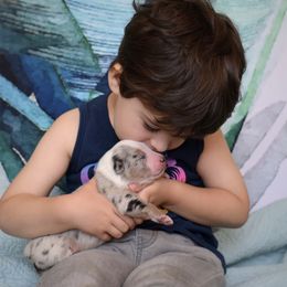 Australian Shepherd Puppies from Indigo Grove Aussies