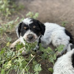 Aussiedoodle, Miniature Australian Shepherd, Poodle, and Toy Australian Shepherd Puppies from Mowry Creek Mini Aussiedoodles and More