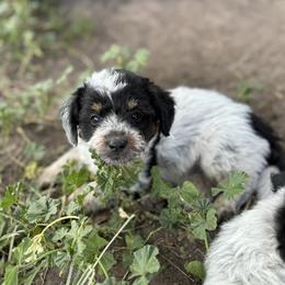 Aussiedoodle, Miniature Australian Shepherd, Poodle, and Toy Australian Shepherd Puppies from Mowry Creek Mini Aussiedoodles and More
