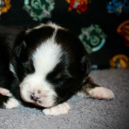 Forrest - Black tri male Miniature Australian Shepherd puppy in El Dorado Springs, Missouri from HP Aussie Kennels