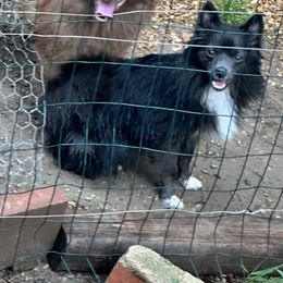 Angel - Pomeranian
