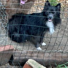 Angel - Pomeranian