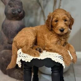 Happy (Blue) - Red  male Goldendoodle puppy in Bay City, Texas from Charming Doods Goldendoodles