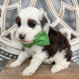 Green collar - Blue merle male Bernedoodle puppy in Calico Rock, Arkansas from Cottrell’s Poodles & Doodles