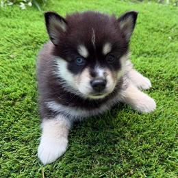 Becca - Tri-color female Pomsky puppy in La Vergne, Tennessee from Atencio Pomsky