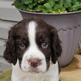 Sammy - Liver and white male English Springer Spaniel puppy in Newville, Pennsylvania from Davis English Springer Spaniels