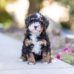 Millie - Tri-color female Bernedoodle puppy in Narvon, Pennsylvania from CBKB Bernedoodle’s
