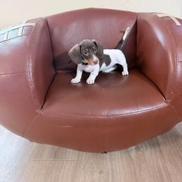 Blackberry Pie Black collar - Piebald female Dachshund puppy in Bremen, Georgia from Jones Royal Kennels / Jones Miniature Dachshunds
