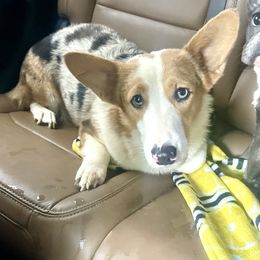 Fancy - American Corgi
