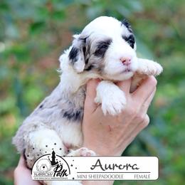 Aurora - Blue merle and white female Sheepadoodle puppy in Cleveland, Tennessee from Narrow Path Old English & Sheepadoodles