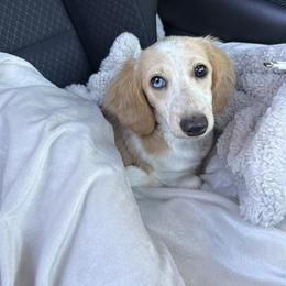 Dachshund Puppies from TG Dachshunds