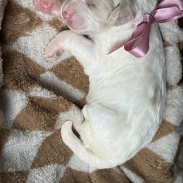 Goldendoodle Puppies from Mayberry Doodles and Poodles