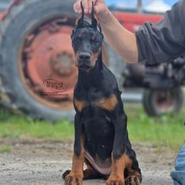 Mako - Black and rust female Doberman Pinscher puppy in China Township, Michigan from Snell's Superior Kennel Dobermann & GSP