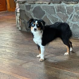 Zazu - Miniature American Shepherd