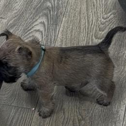 Blue boy - Wheaten male Cairn Terrier puppy in Shell Knob, Missouri from Stoneridge Kennel