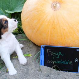 Girl 4 - Liver white and tan female English Springer Spaniel puppy in Bremerton, Washington from Huntin' Buddies