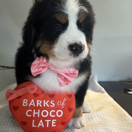 Bernese Mountain Dog Puppies from Baby Berners